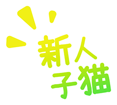 新人子猫
